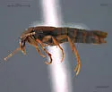 Ischnosoma splendidum - photo 2