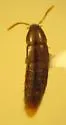 Ischnosoma suteri