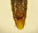Ischnosoma suteri - photo 2