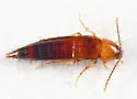 Ischnosoma virginicum