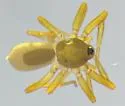Ischnothyreus peltifer