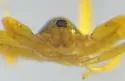 Ischnothyreus peltifer - photo 3