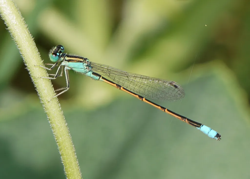 Desert Forktail - photo 2