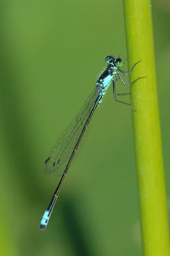 Pacific Forktail