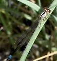 Plains Forktail