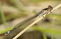 Plains Forktail - photo 2