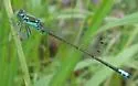Plains Forktail - photo 3
