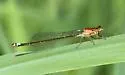 Plains Forktail - photo 4