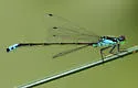 Plains Forktail - photo 5