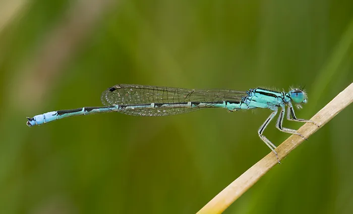 Mexican Forktail - photo 2