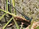 Black-fronted Forktail