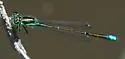 Black-fronted Forktail - photo 2