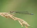 Black-fronted Forktail - photo 3