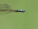 Black-fronted Forktail - photo 4