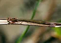 Black-fronted Forktail - photo 5