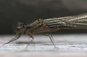 Swift Forktail