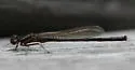 Swift Forktail - photo 2