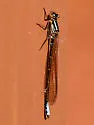 Swift Forktail - photo 3