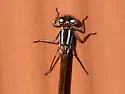 Swift Forktail - photo 4