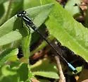Swift Forktail - photo 5