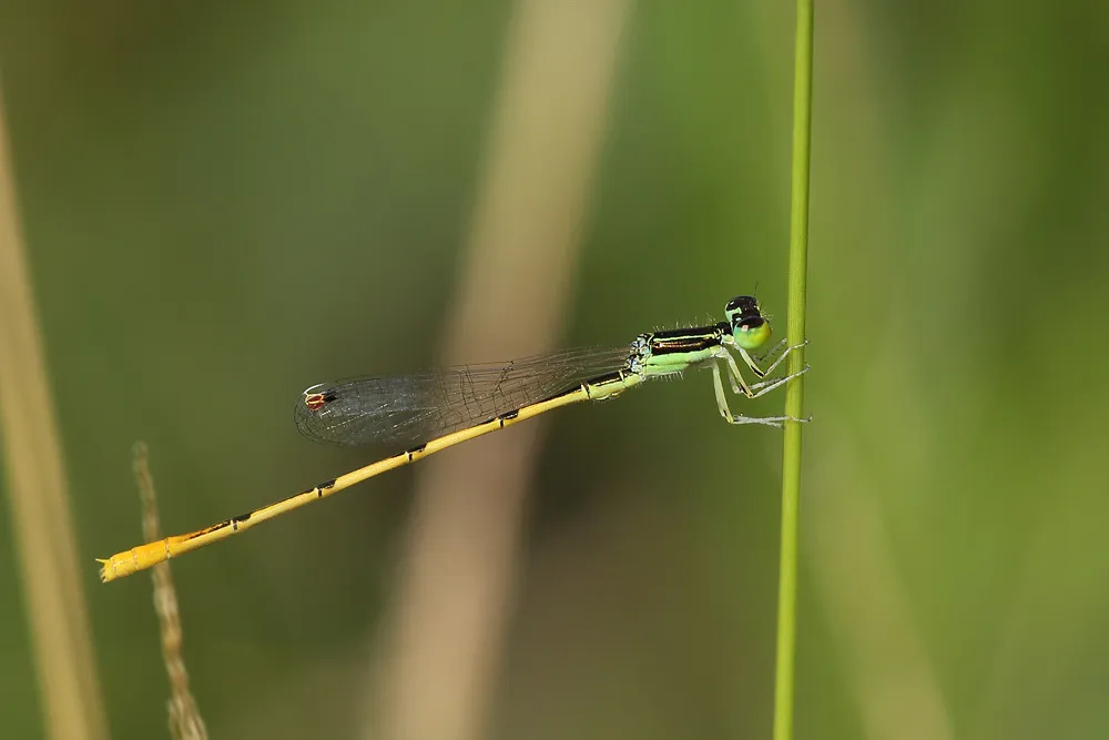 Citrine Forktail - photo 2