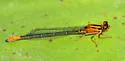 Lilypad Forktail