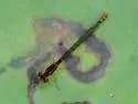 Lilypad Forktail - photo 2