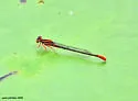 Lilypad Forktail - photo 3