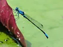 Lilypad Forktail - photo 4
