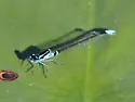 Lilypad Forktail - photo 5