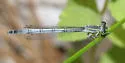 Western Forktail