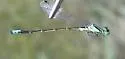 Western Forktail - photo 2