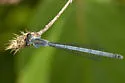 Western Forktail - photo 3