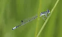Western Forktail - photo 4