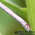 Furtive Forktail