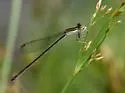 Furtive Forktail - photo 2