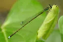 Furtive Forktail - photo 3