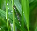 Furtive Forktail - photo 4