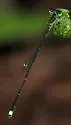 Furtive Forktail - photo 5