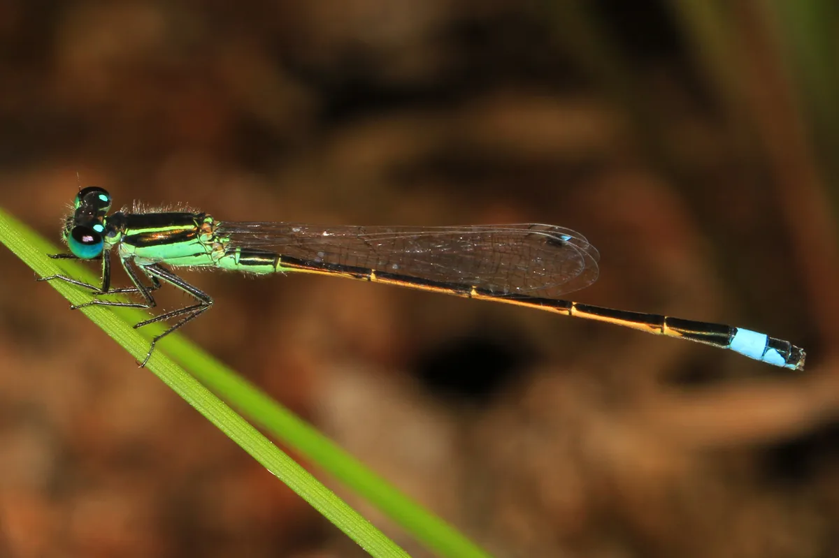 Rambur's Forktail - photo 2