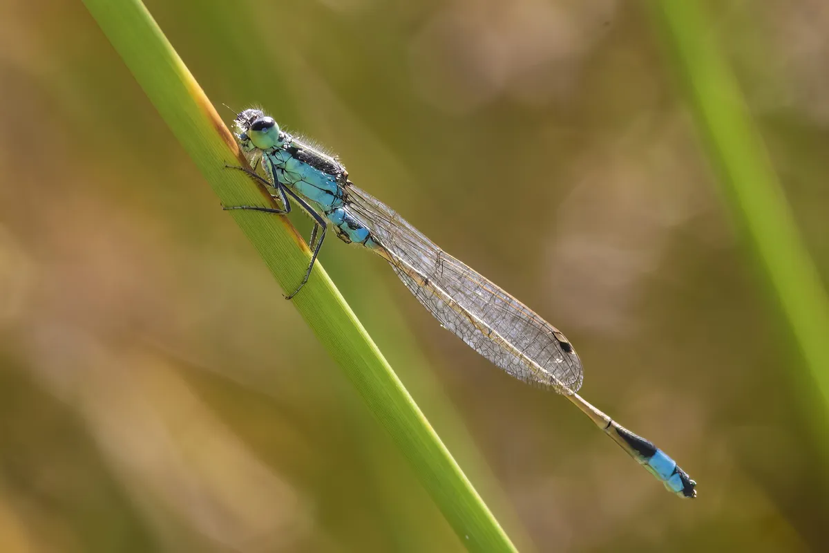 Common Bluetail - photo 3