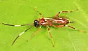 Ischnus cinctipes