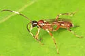 Ischnus cinctipes - photo 2