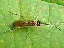 Ischnus cinctipes - photo 3