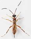Ischnus cinctipes - photo 4