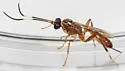 Ischnus cinctipes - photo 5