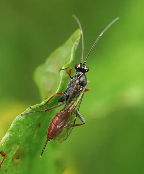 Ischnus inquisitorius - photo 2