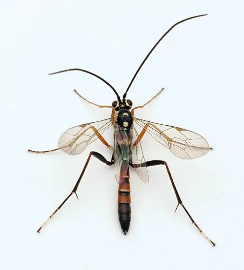 Ischnus inquisitorius - photo 3