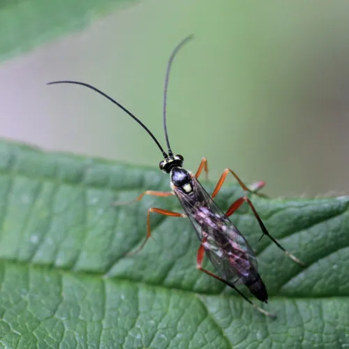 Ischnus inquisitorius - photo 4