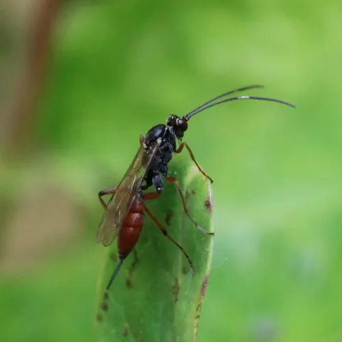 Ischnus inquisitorius - photo 5